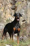 DOBERMANN 414